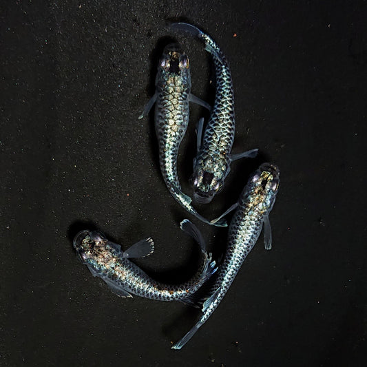 【現物】【上物】蒼龍鱗　4匹　オス1メス3　抱卵個体　4439