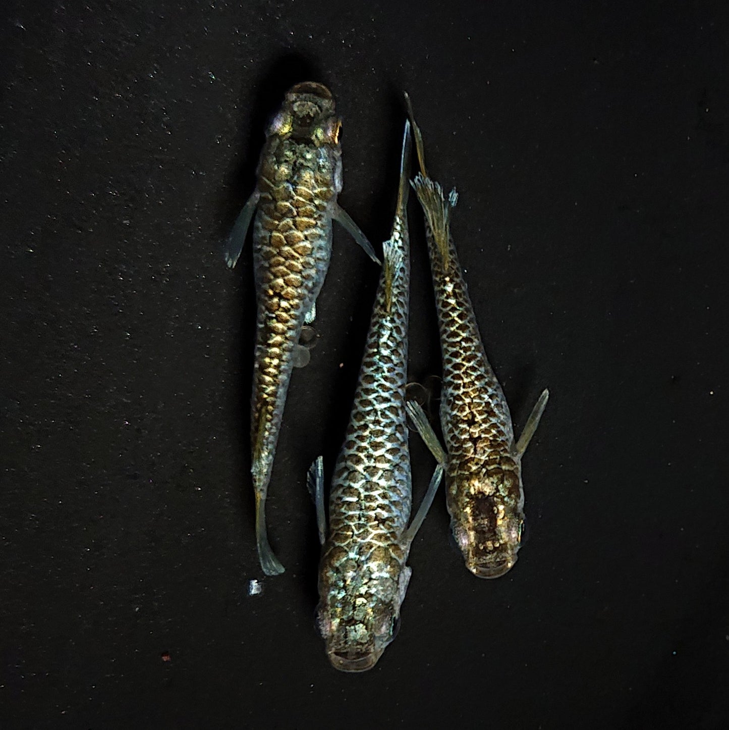 【現物】【上物】金蒼龍鱗　3匹　オス1メス2　抱卵個体　4438
