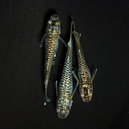 【現物】【上物】金蒼龍鱗　3匹　オス1メス2　抱卵個体　4438