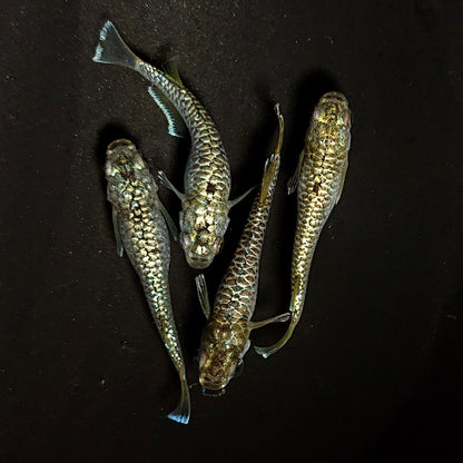 【現物】【上物】金蒼龍鱗　4匹　オス1メス3　抱卵個体　4445