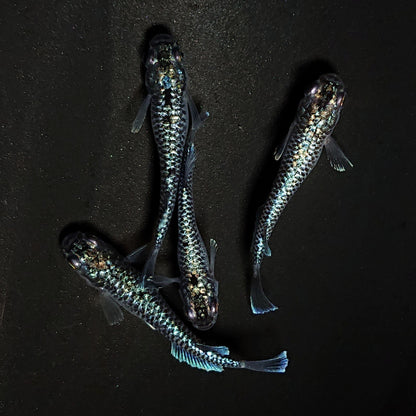【現物】【上物】蒼龍鱗　4匹　オス1メス3　抱卵個体　4446