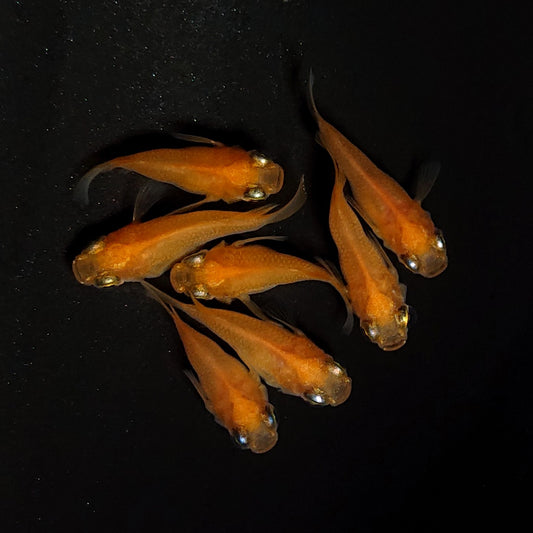 【現物】紅帝だるま　7匹　オス3メス4　4457