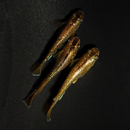 【現物】【NEW】【上物】過背金龍　3匹　オス1メス2　両眼アースアイ　抱卵個体　4458