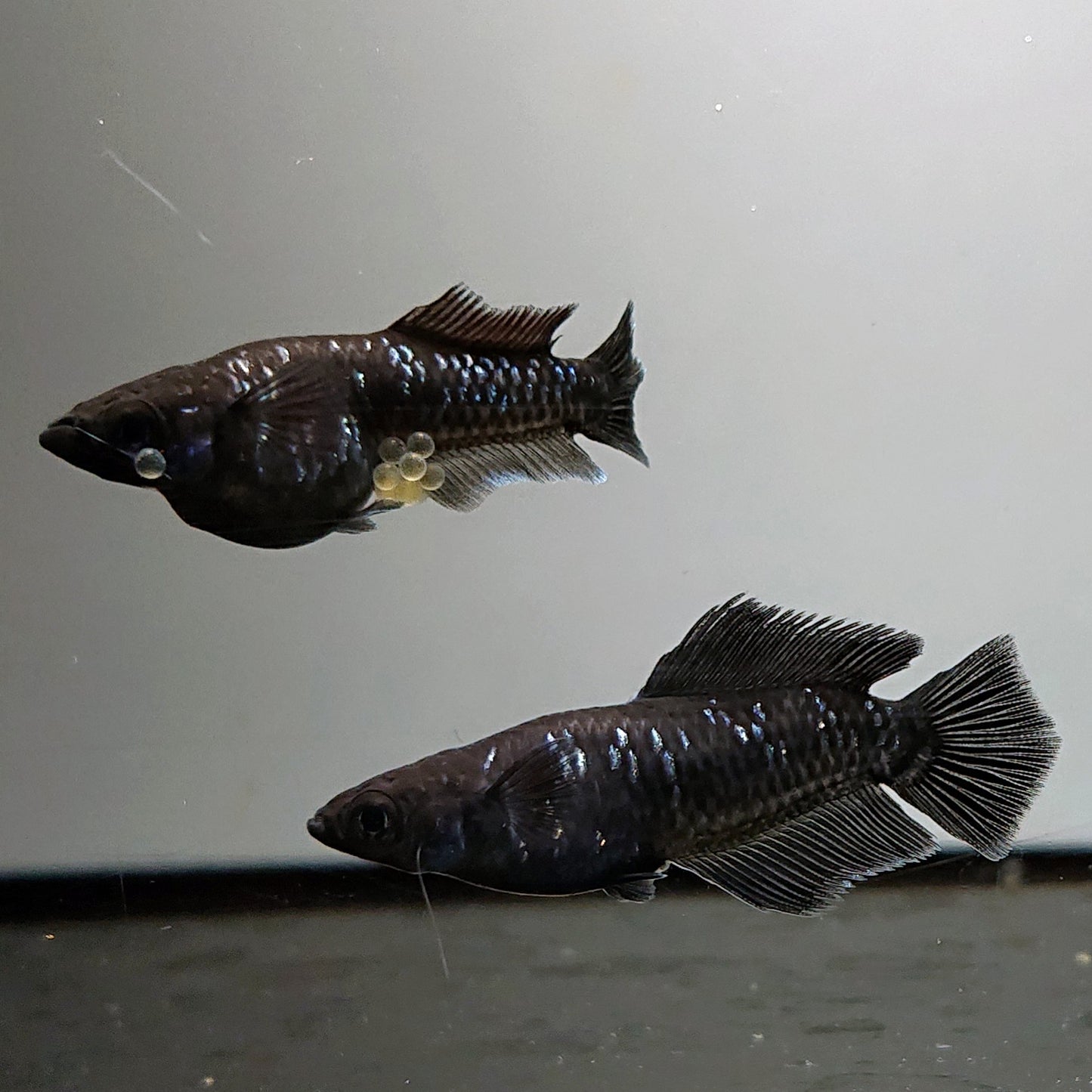 【現物】ウロボロス漆黒 ヒカリ体型　5匹　オス3メス2　4465