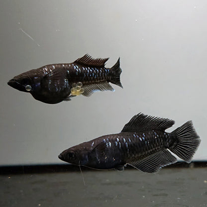 【現物】ウロボロス漆黒 ヒカリ体型　5匹　オス3メス2　4465