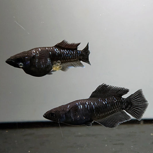【現物】ウロボロス漆黒 ヒカリ体型　5匹　オス3メス2　4465