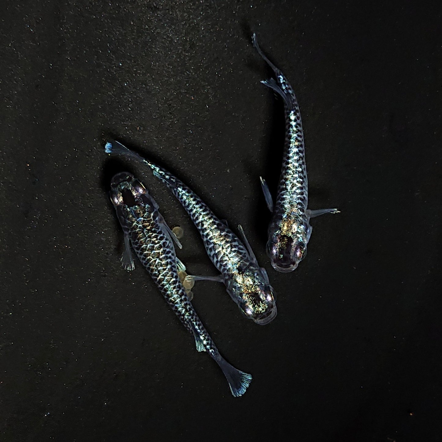 【現物】【上物】蒼龍鱗　3匹　オス1メス2　4463