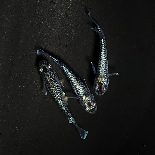 【現物】【上物】蒼龍鱗　3匹　オス1メス2　4463