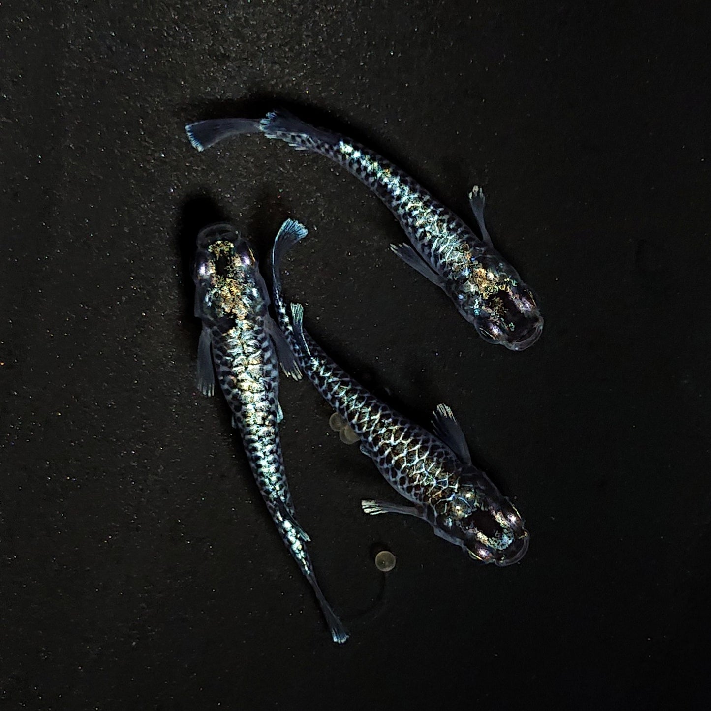 【現物】【上物】蒼龍鱗　3匹　オス1メス2　4463