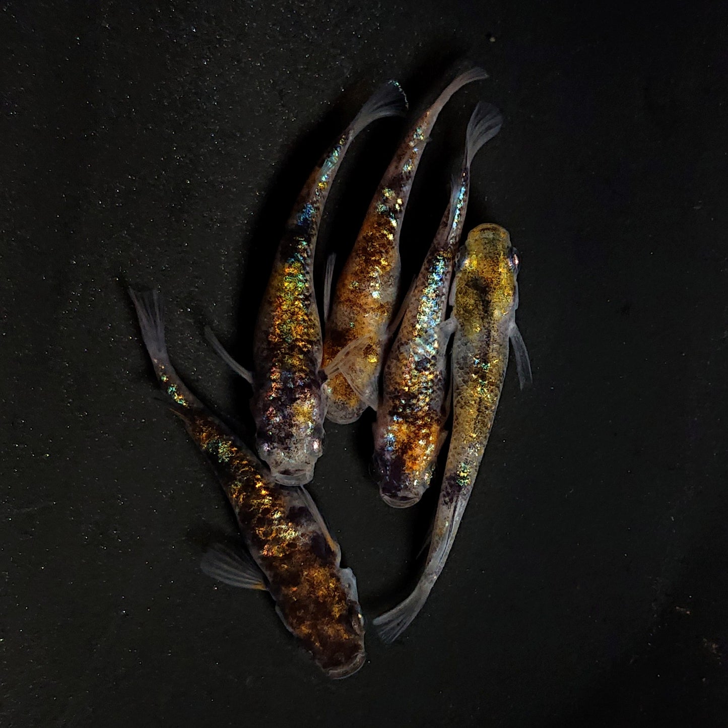 【現物】和墨星ラメ三色　5匹　オス2メス3　4466