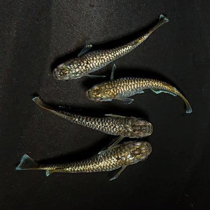 【現物】【上物】金蒼龍鱗　4匹　オス1メス3　抱卵個体　4462