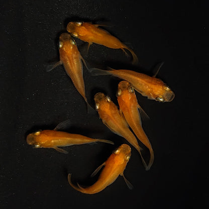 【現物】紅帝だるま　7匹　オス3メス4　4474