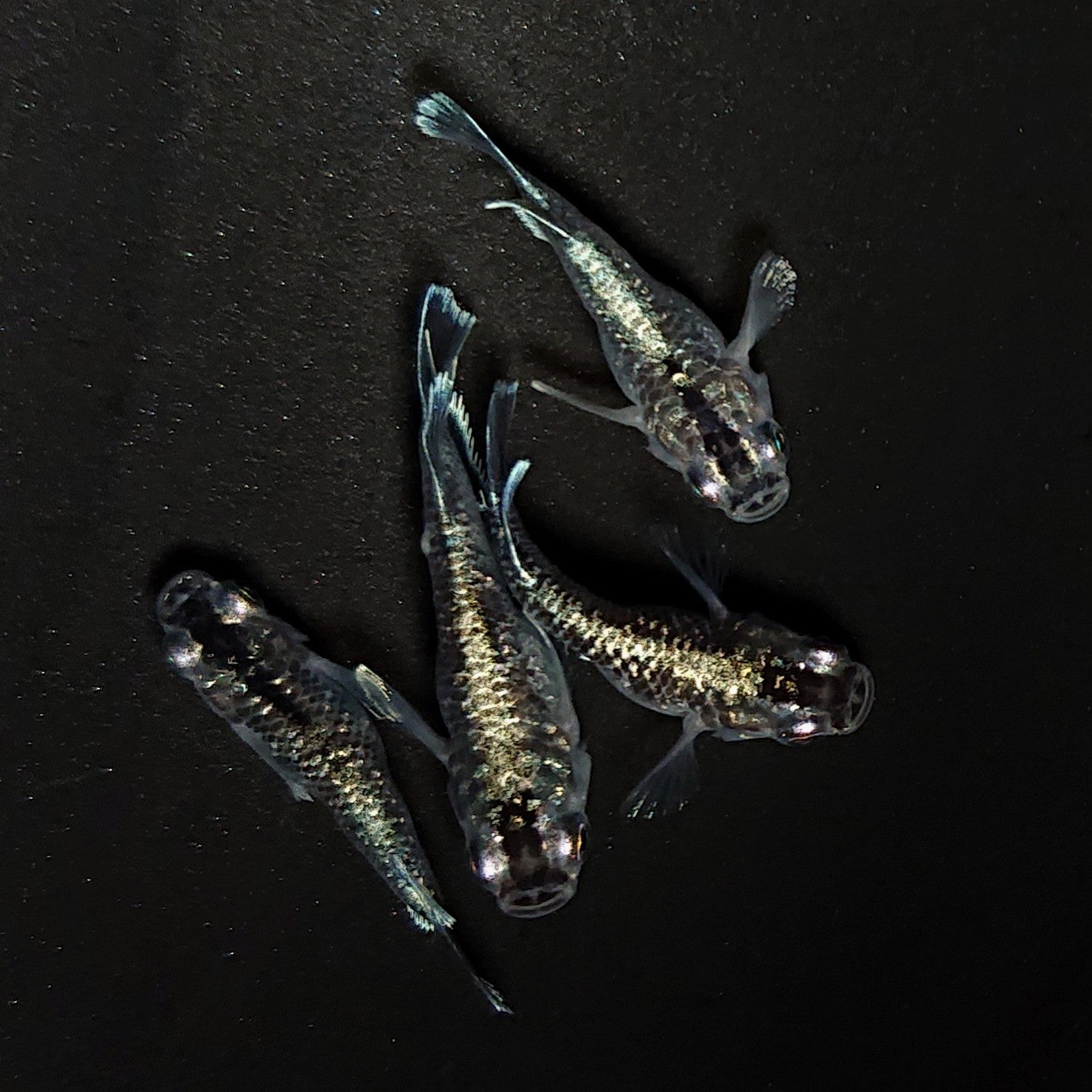 【現物】【上物】ブラックエンゼル　2ペア　4471