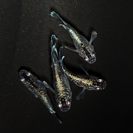 【現物】【上物】ブラックエンゼル　2ペア　4471