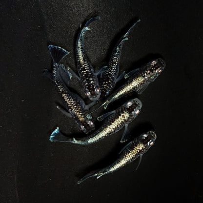 【現物】クリスタルブラック　6匹　オス2メス4　4481