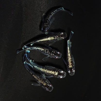 【現物】クリスタルブラック　6匹　オス2メス4　4481