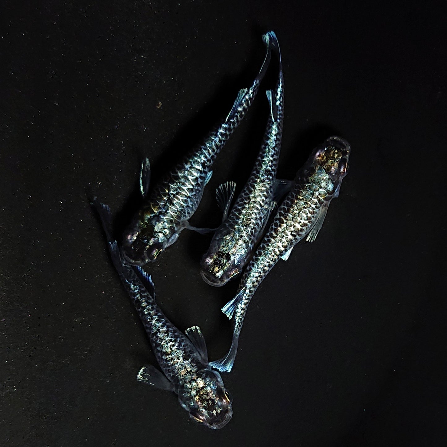 【現物】【上物】蒼龍鱗　4匹　オス1メス2　4485