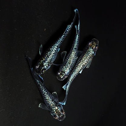 【現物】【上物】蒼龍鱗　4匹　オス1メス2　4485