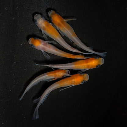 【現物】パンダ紅白　6匹　オス2メス4　リアルロングフィン 1ペア　4486