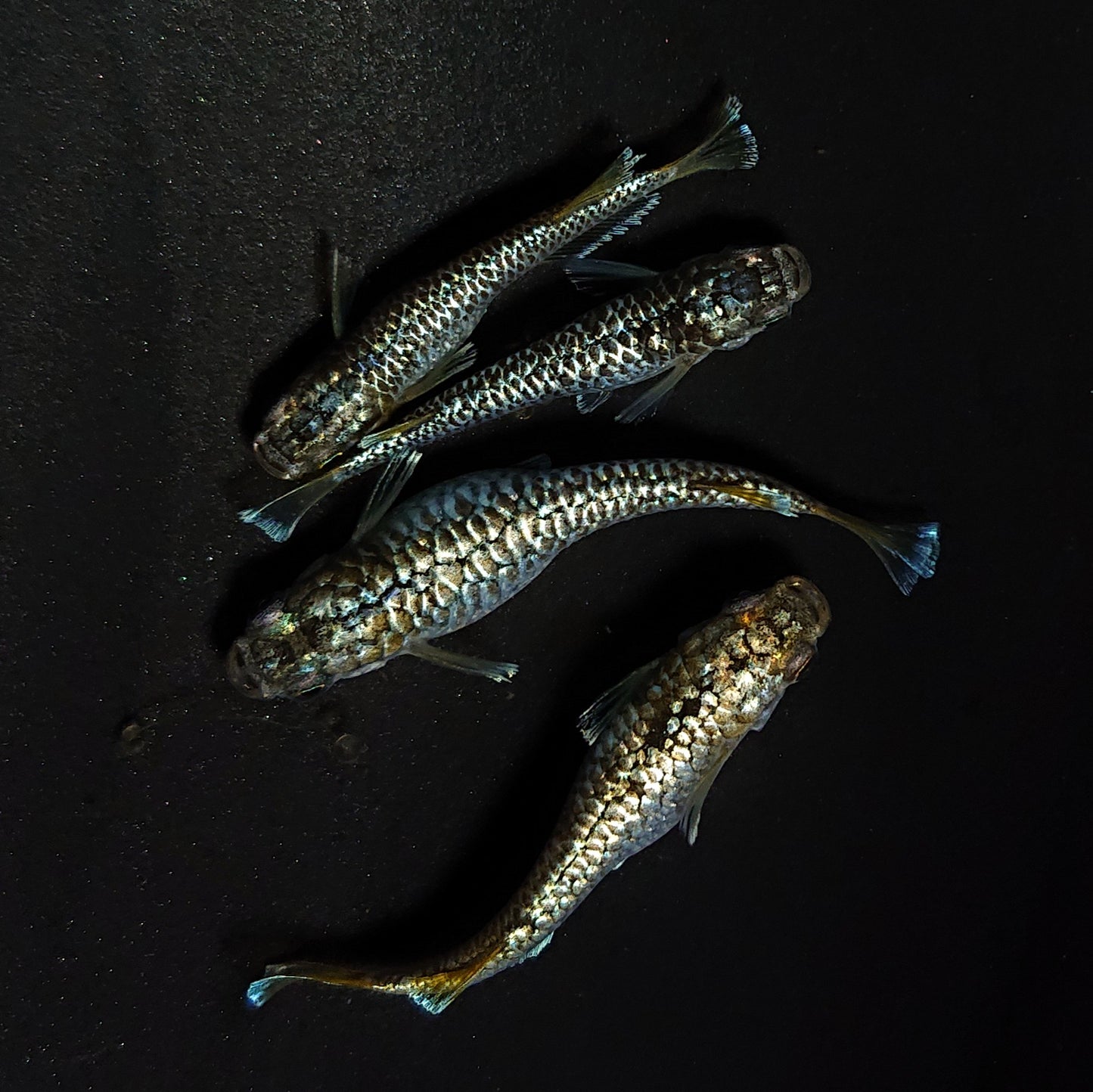 【現物】【上物】金蒼龍鱗　4匹　オス1メス3　4484