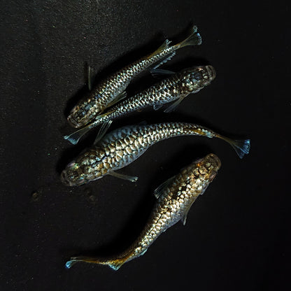 【現物】【上物】金蒼龍鱗　4匹　オス1メス3　4484