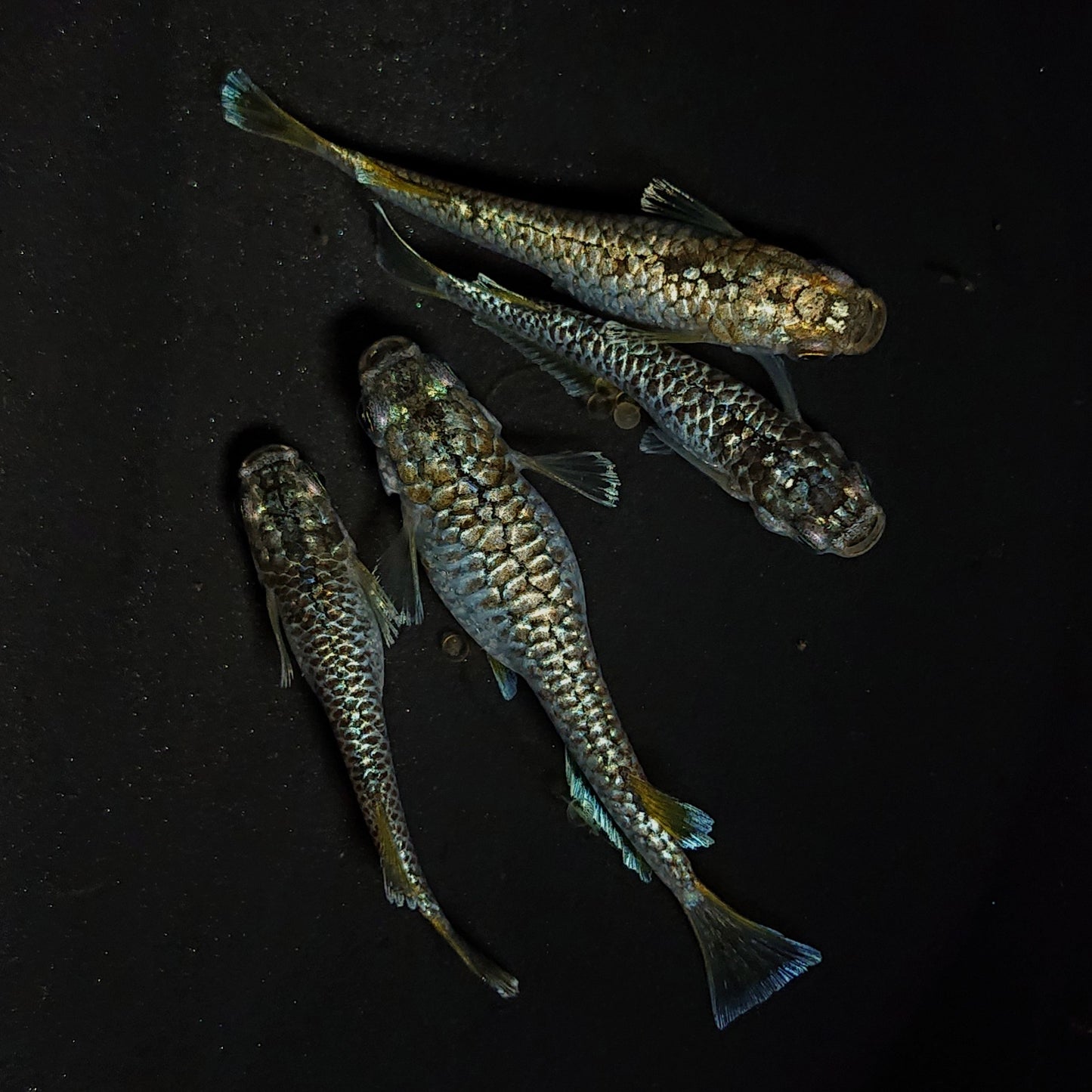 【現物】【上物】金蒼龍鱗　4匹　オス1メス3　4484
