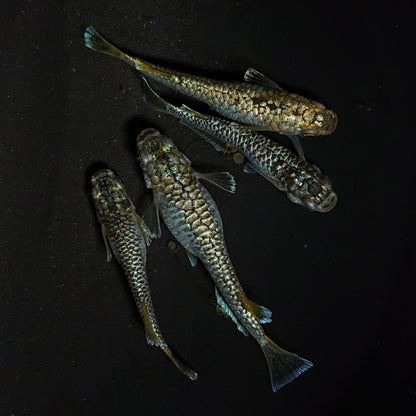【現物】【上物】金蒼龍鱗　4匹　オス1メス3　4484