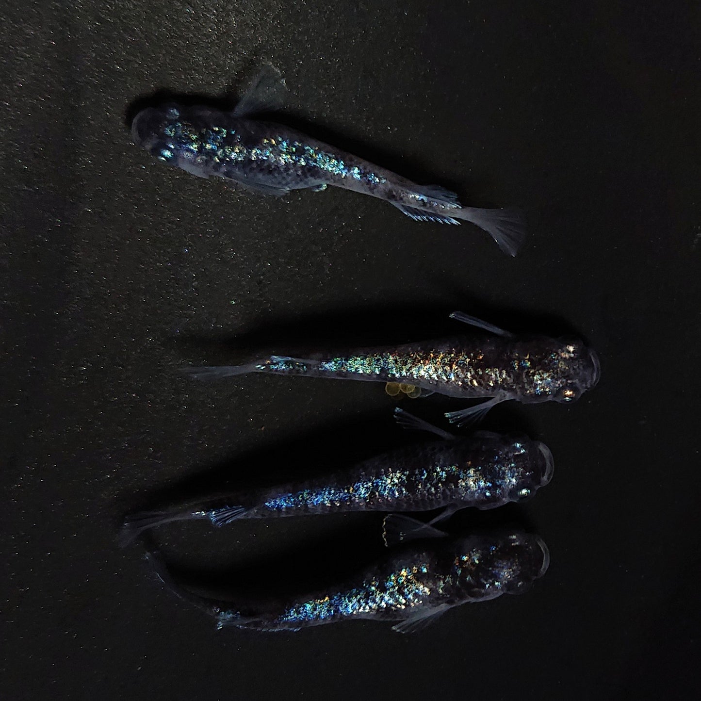 【現物】桔梗菊ブラック　4匹　オス1メス3　4483