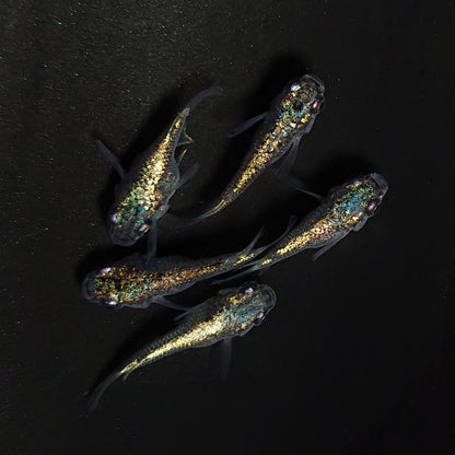 【現物】ネプチューンだるま　5匹　オス3メス2　4494