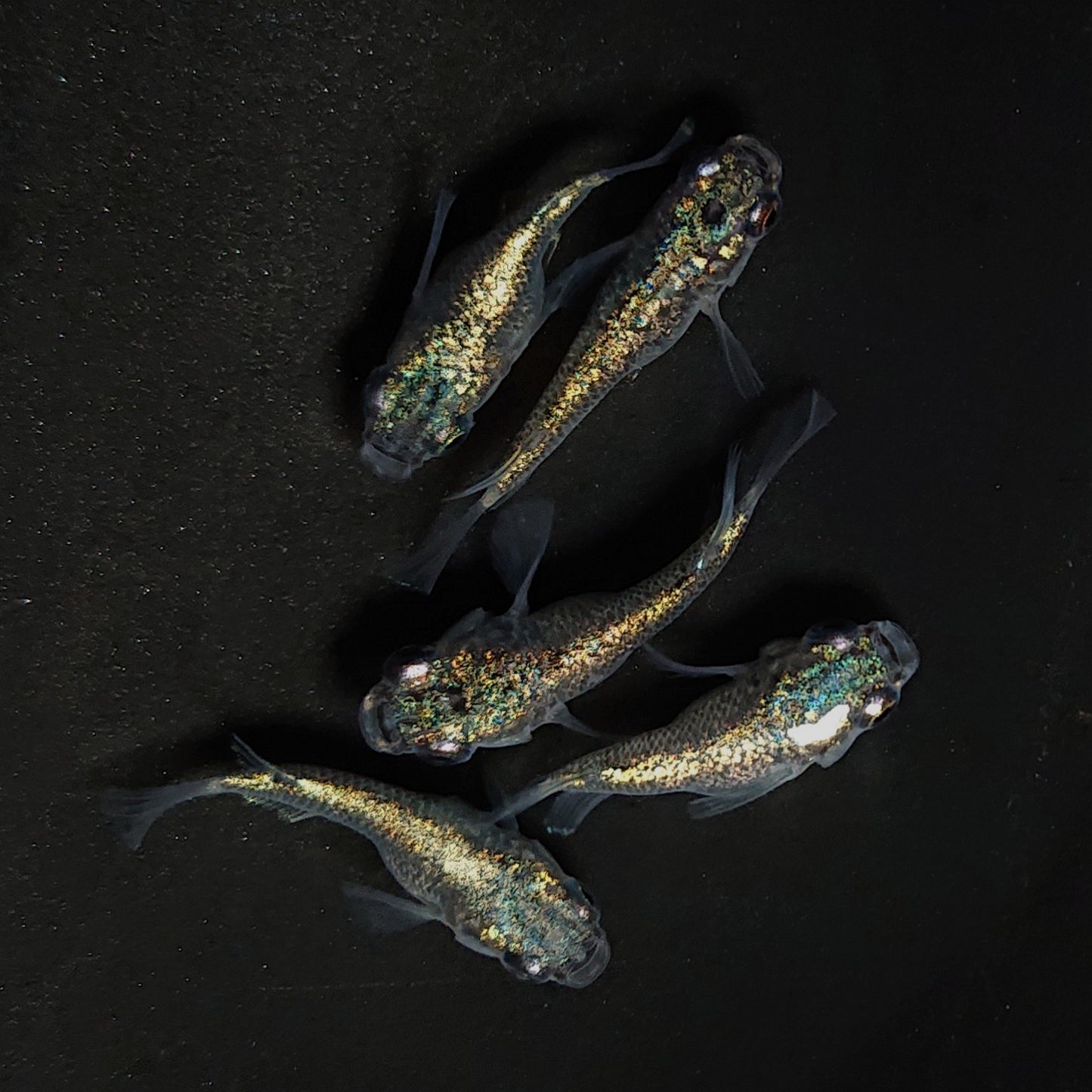 【現物】ネプチューンだるま　5匹　オス3メス2　4494
