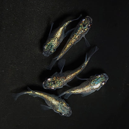 【現物】ネプチューンだるま　5匹　オス3メス2　4494