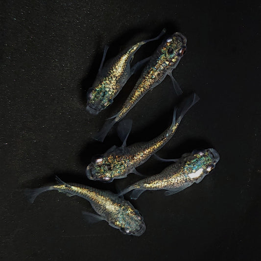 【現物】ネプチューンだるま　5匹　オス3メス2　4494