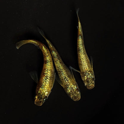 【現物】【NEW】【上物】金塊 X　3匹　オス1メス2　4497