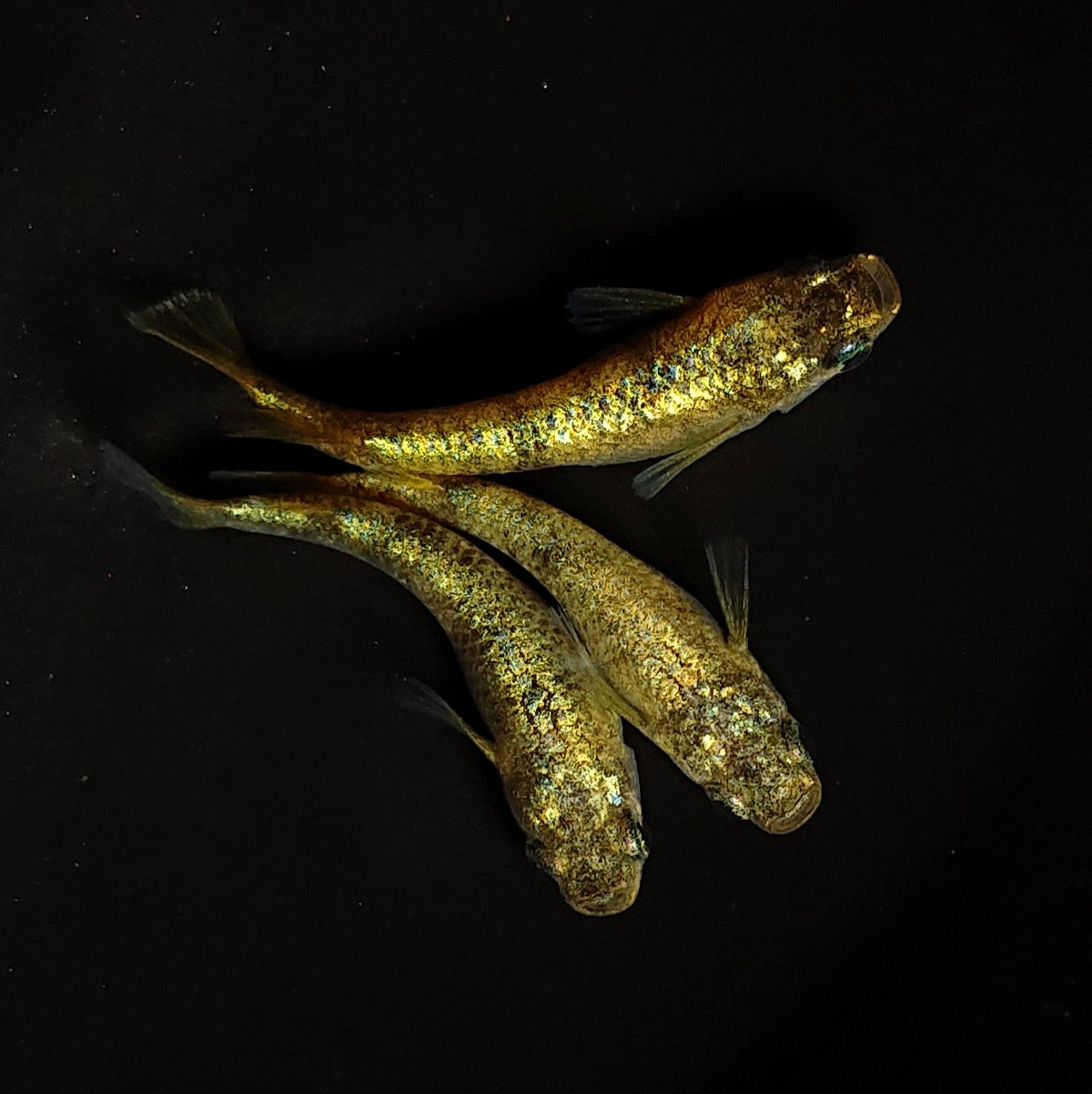 【現物】【NEW】【上物】金塊 X　3匹　オス1メス2　4497