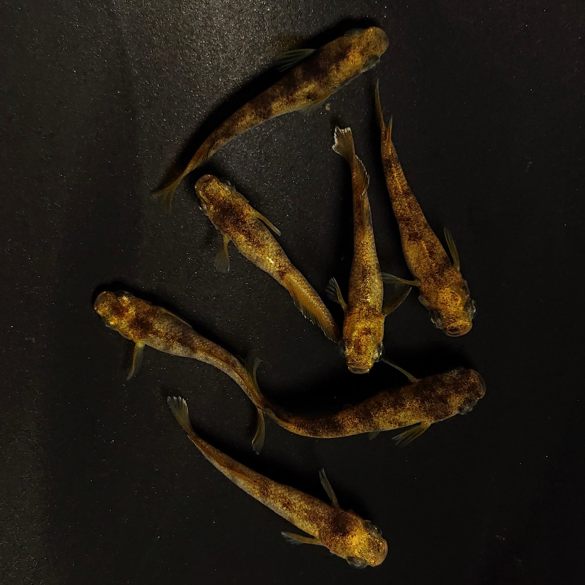 【現物】美虎北辻アースアイ　7匹　オス4メス3　4503