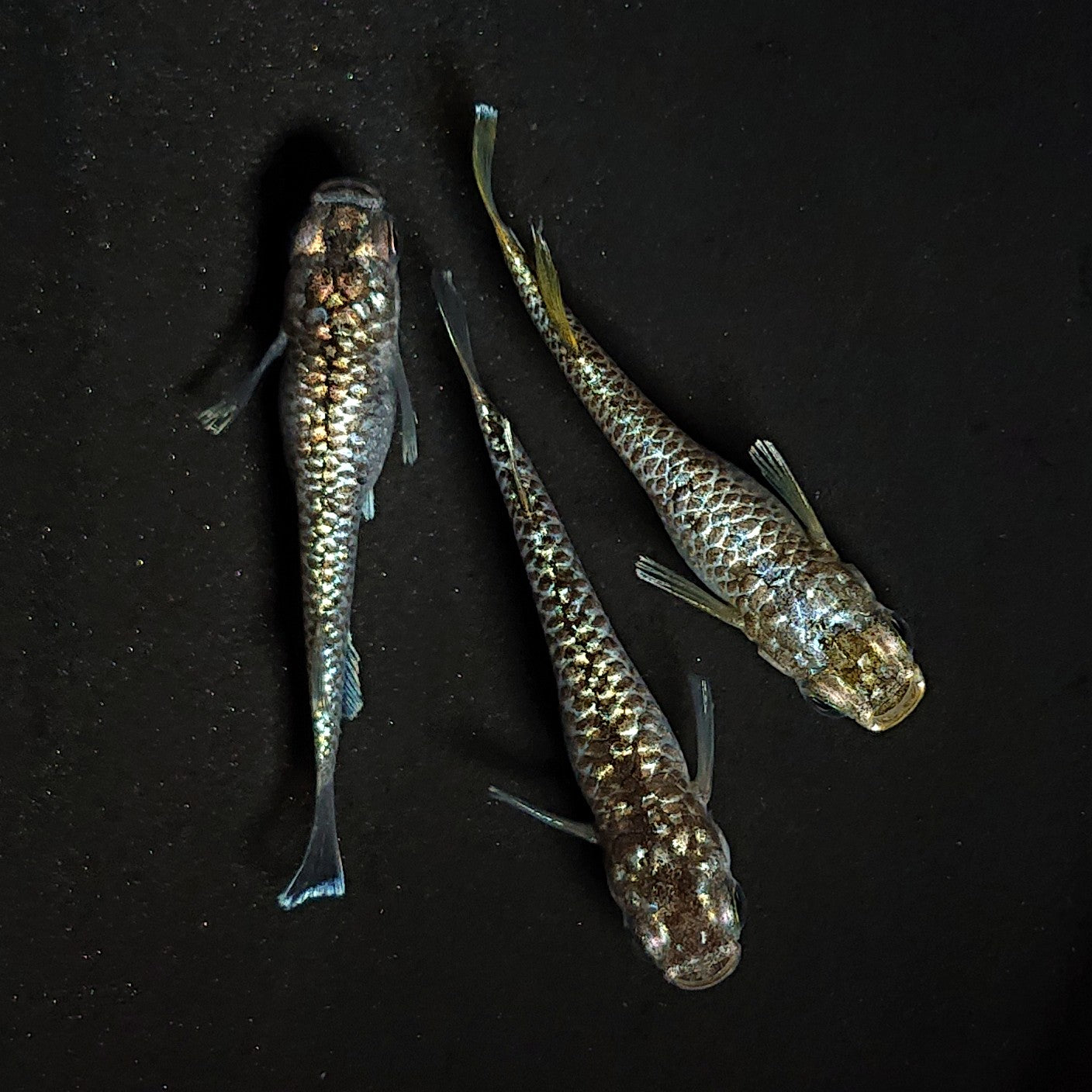 【現物】金蒼龍鱗　3匹　オス1メス2　4499