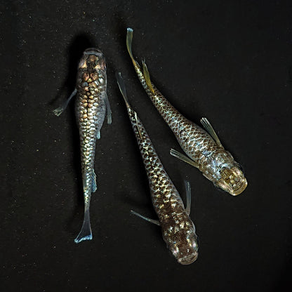【現物】金蒼龍鱗　3匹　オス1メス2　4499