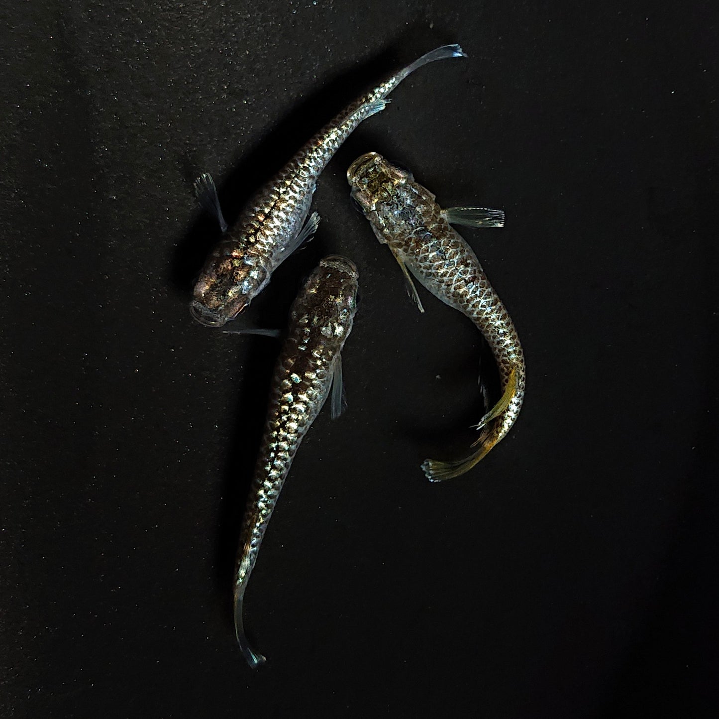 【現物】金蒼龍鱗　3匹　オス1メス2　4499