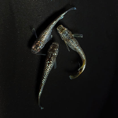 【現物】金蒼龍鱗　3匹　オス1メス2　4499