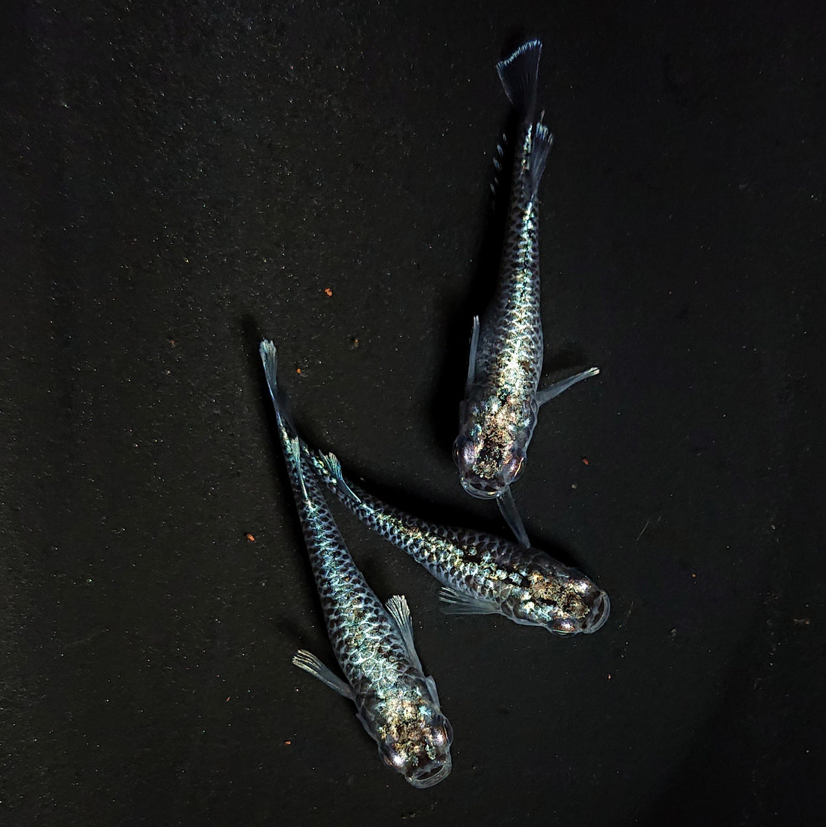 【現物】蒼龍鱗　3匹　オス1メス2　4500