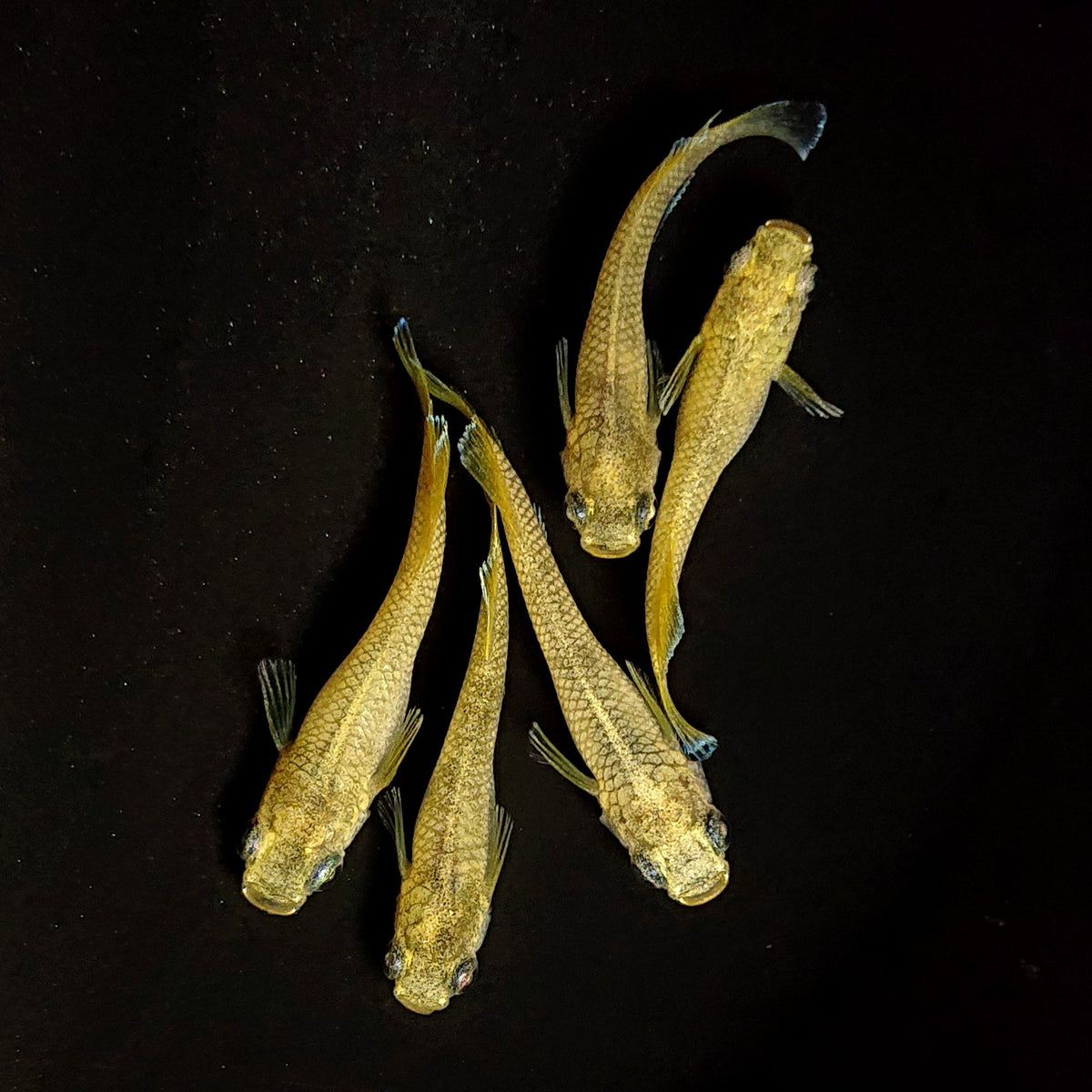 【現物】【NEW】蛇墨武リモーネキッシング アースアイ　5匹　オス2メス3　4504