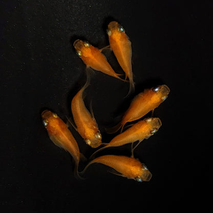 【現物】紅帝だるま　7匹　オス3メス4　4509