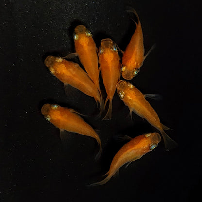 【現物】紅帝だるま　7匹　オス3メス4　4509