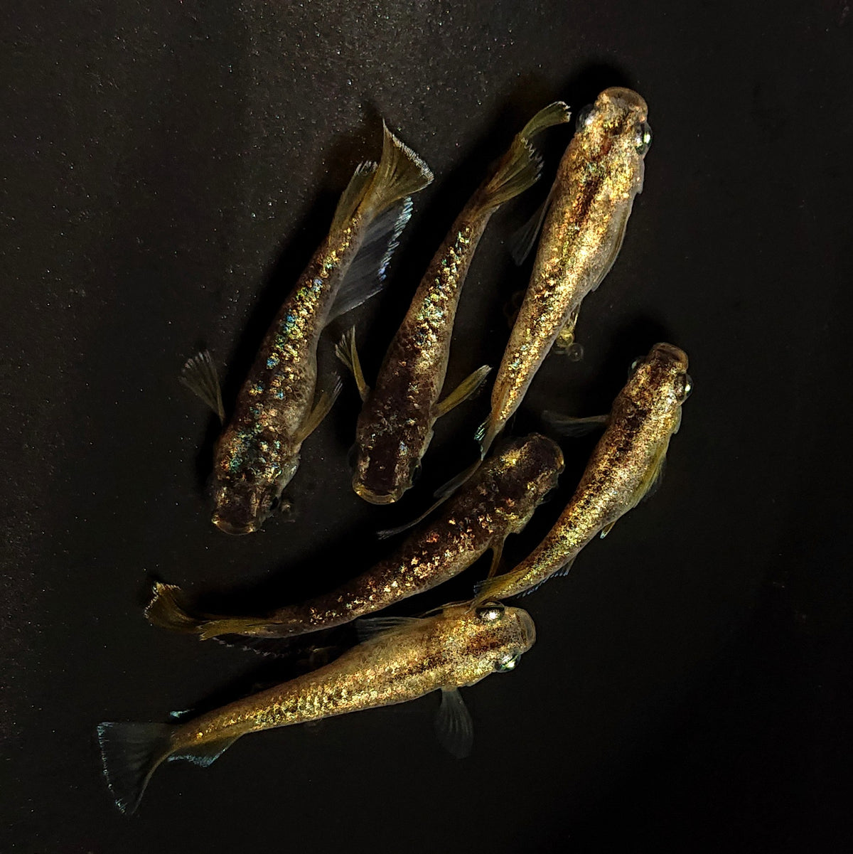 【現物】金箔和墨　3ペア　4513
