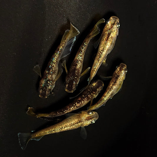 【現物】金箔和墨　3ペア　4513