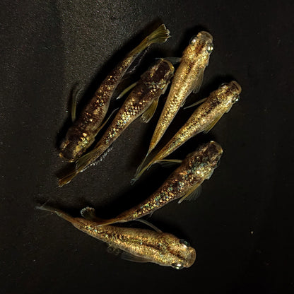 【現物】金箔和墨　3ペア　4513