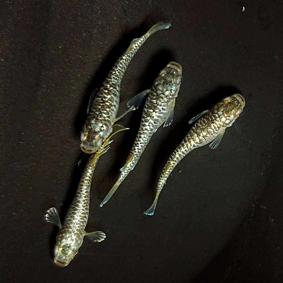 【現物】【NEW】【上物】金華龍　4匹　オス1メス3　4511