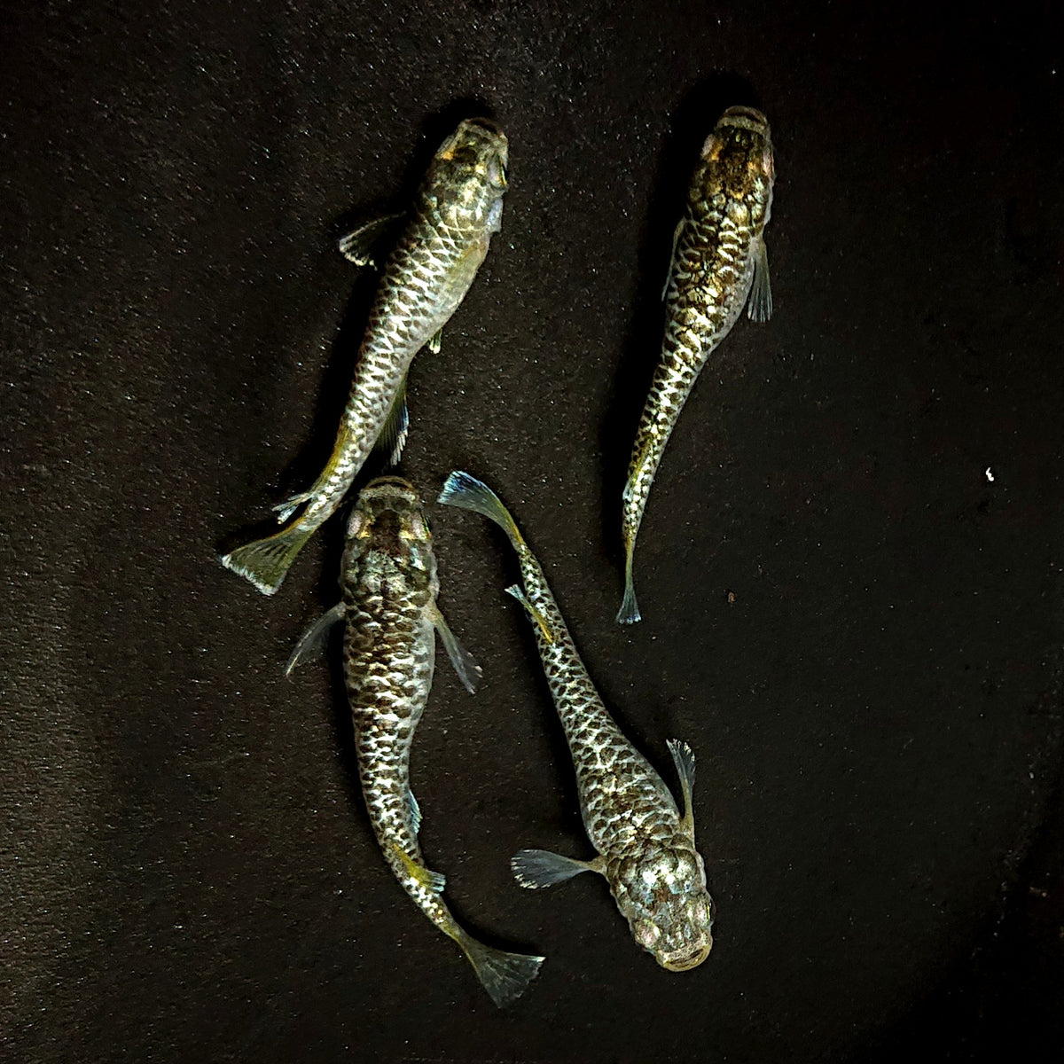 【現物】【NEW】【上物】金華龍　4匹　オス1メス3　4511