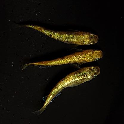 【現物】金塊 X　3匹　オス1メス2　4519