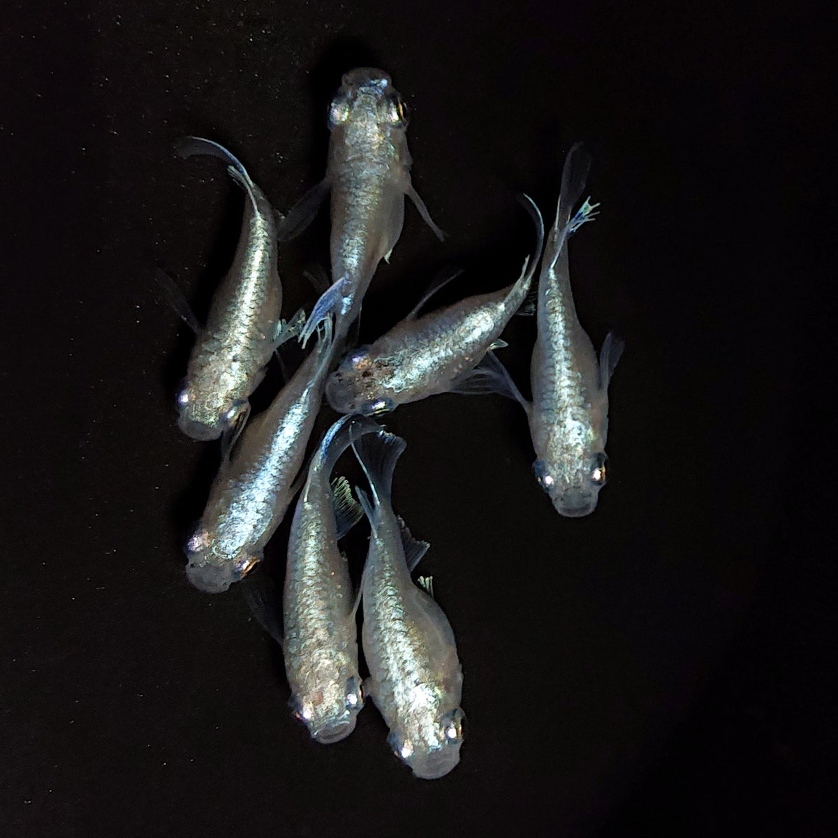 【現物】エンゼル　7匹　オス3メス4　4524